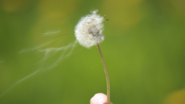 Girl Blowing on a Dandelion alt