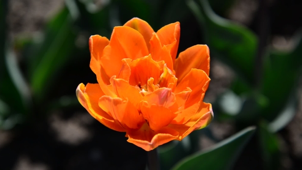 One Varietal Orange Tulips On  Flowerbed