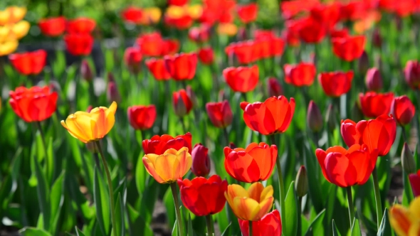 Many Varietal Red And Orange Tulips On  Flowerbed