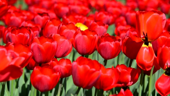 Many Varietal Red Tulips On  Flowerbed
