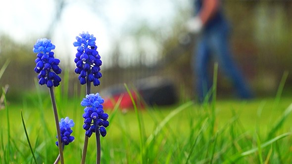 Garden Landscape alt