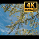 Blossoming Apple Trees In Orchard Garden 7 - VideoHive Item for Sale