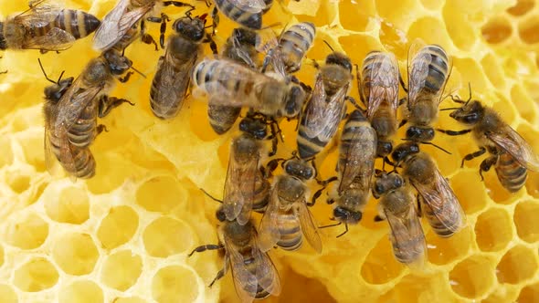 Bees Crawl on a Golden Frame of Honey alt