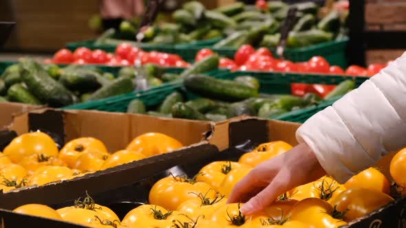 Woman Chooses Yellow Tomatoes From Boxes in the Market alt