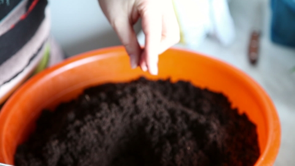 Seedlings On The Vegetable Tray.