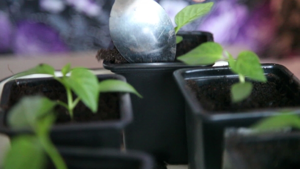 Seedlings On The Vegetable Tray.