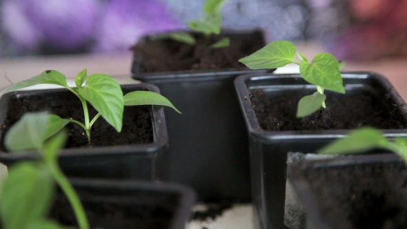 Seedlings On The Vegetable Tray.