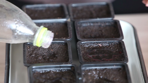 Seedlings On The Vegetable Tray.