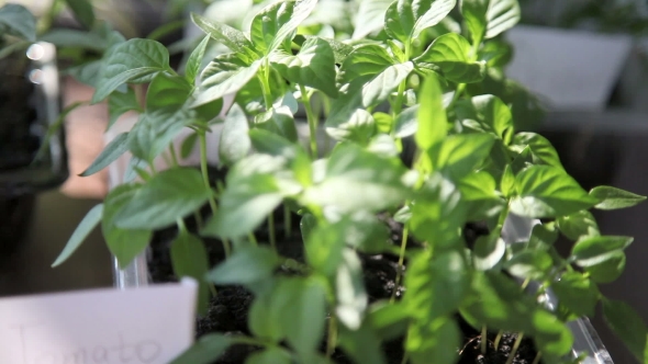 Seedlings On The Vegetable Tray.