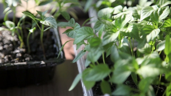 Seedlings On The Vegetable Tray.