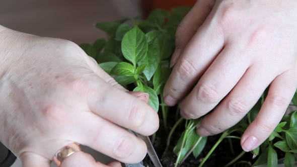 Seedlings On The Vegetable Tray.