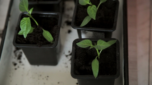 Seedlings On The Vegetable Tray.