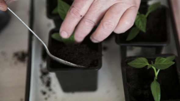 Seedlings On The Vegetable Tray.