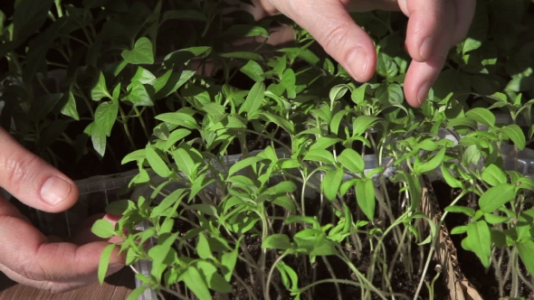 Seedlings On The Vegetable Tray.