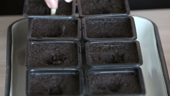 Seedlings On The Vegetable Tray.