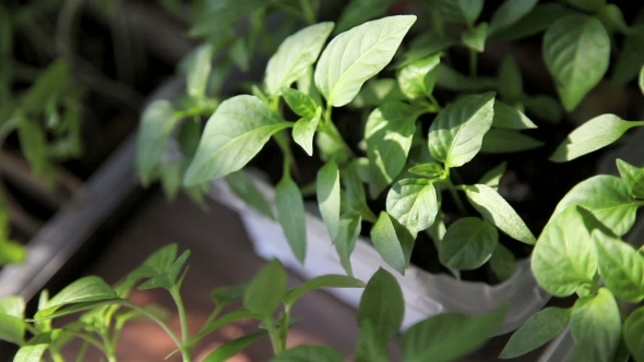 Seedlings On The Vegetable Tray.