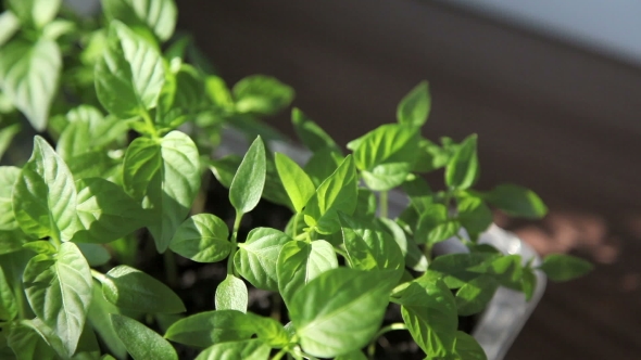 Seedlings On The Vegetable Tray.