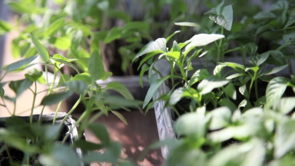 Seedlings On The Vegetable Tray.