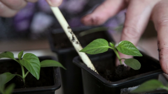 Seedlings On The Vegetable Tray.