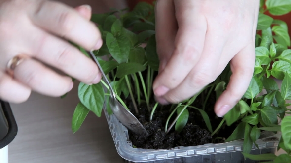 Seedlings On The Vegetable Tray.