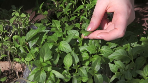 Seedlings On The Vegetable Tray.