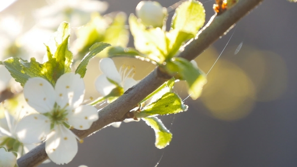 White Cherry Blossoms In Full Bloom In  alt