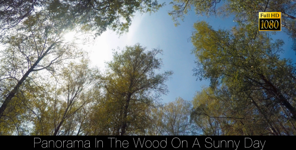 Panorama In The Wood On A Sunny Day alt