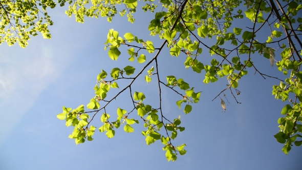  Tops Of Young Birches In The Spring