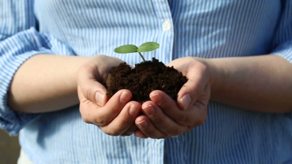 Female's Hands Holding a Small Green Sprout alt