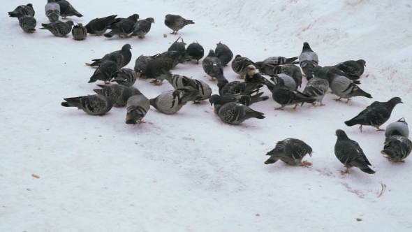 Feeding Flocks Of Pigeons In The Park In Winter
