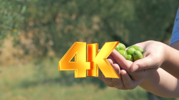 Green Olive Cultivation alt