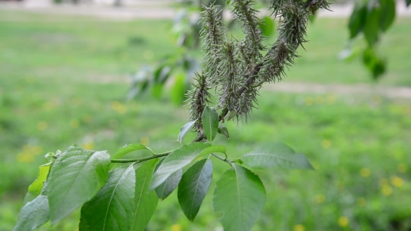 Ivas Young Leaves And Catkins In Spring