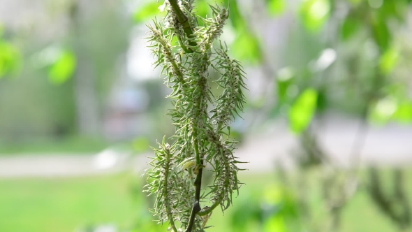 Ivas Young Leaves And Catkins In Spring