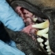 Veterinary Doctor Looking Teeth Doberman Dog  2 - VideoHive Item for Sale
