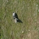 Dog Filmed with Drone 2 - VideoHive Item for Sale