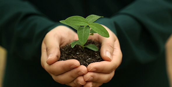 Holding a Little Green Plant alt