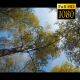 Tops Of The Trees In The Forest 2 - VideoHive Item for Sale