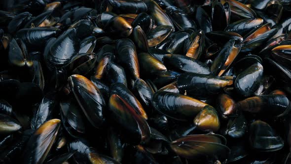 Lots Of Mussels Seafood alt