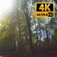 Walk In The Woods On A Sunny Day 3 - VideoHive Item for Sale