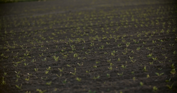 Growing Young Green Maize Corn Seedling Sprouts In Cultivated Agricultural Farm Field alt