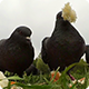 Pigeon Feeding Near Old Mansion - VideoHive Item for Sale