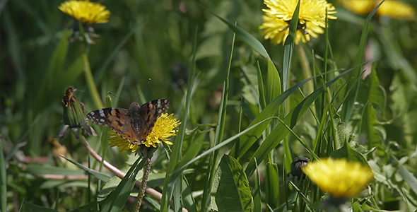 Brown Butterfly on a Dandelion