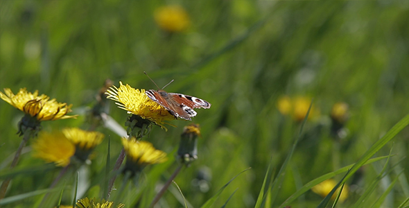 Brown Butterfly on a Dandelion