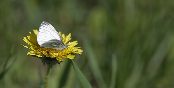 White Butterfly on a Dandelion