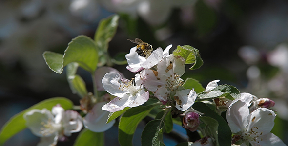 Bee on a Flower Apple