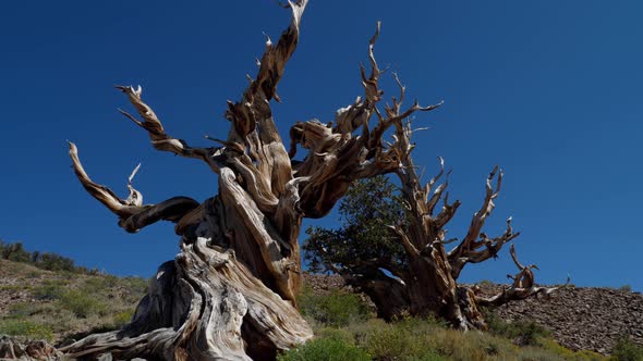 Incredible Bristlecone pine tree that is thousands of years old alt