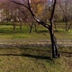 Drone view of empty autumn old park in a provincial town. 66 - VideoHive Item for Sale
