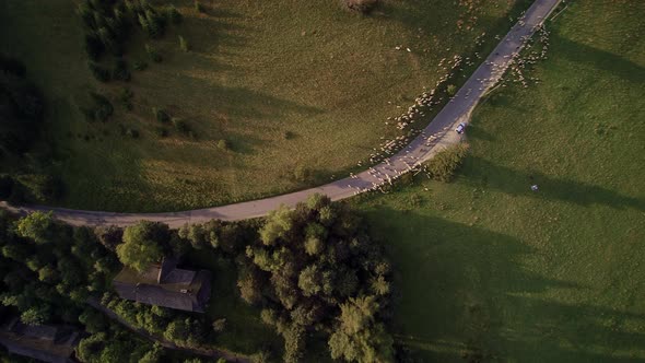 Aerial shots of sheep in the Tatry mountains