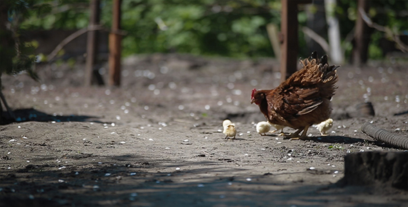 Hen with Chickens