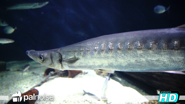 Eel Fish Underwater Ocean
